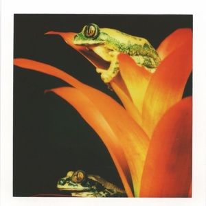 Meet your Posher, Orion